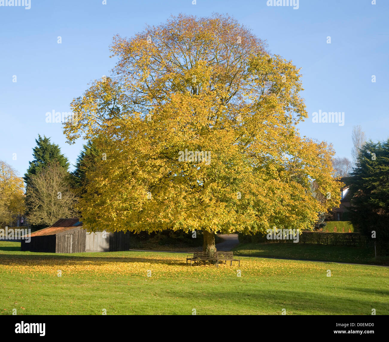 Large lime tree in autumn leaf on village green Westleton, Suffolk, England Stock Photo
