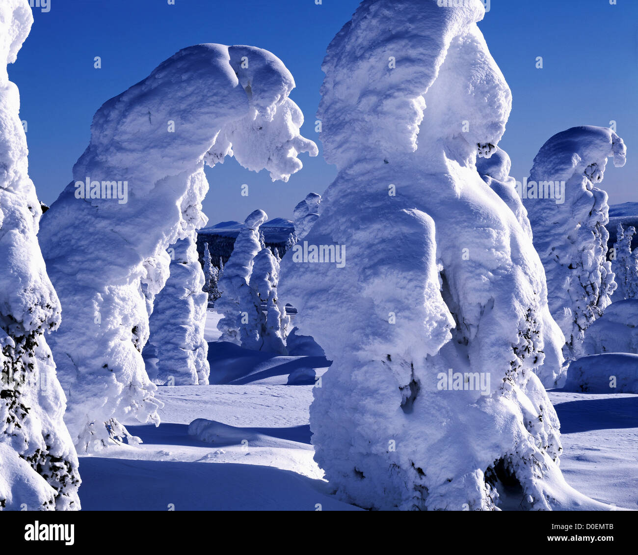 White Spruce Heavily Covered with Snow and Rime Ice Stock Photo
