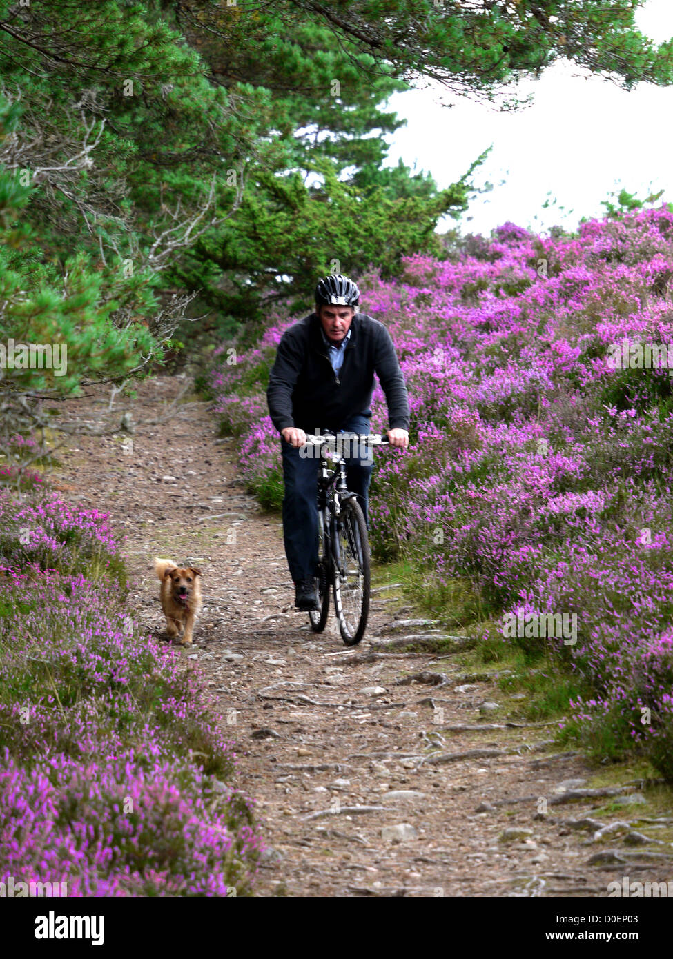 Cycling through the heather on the Badenoch Way in the Spey Valley Scotland Stock Photo