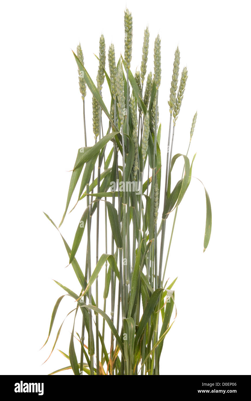 unripe green wheat on white background Stock Photo