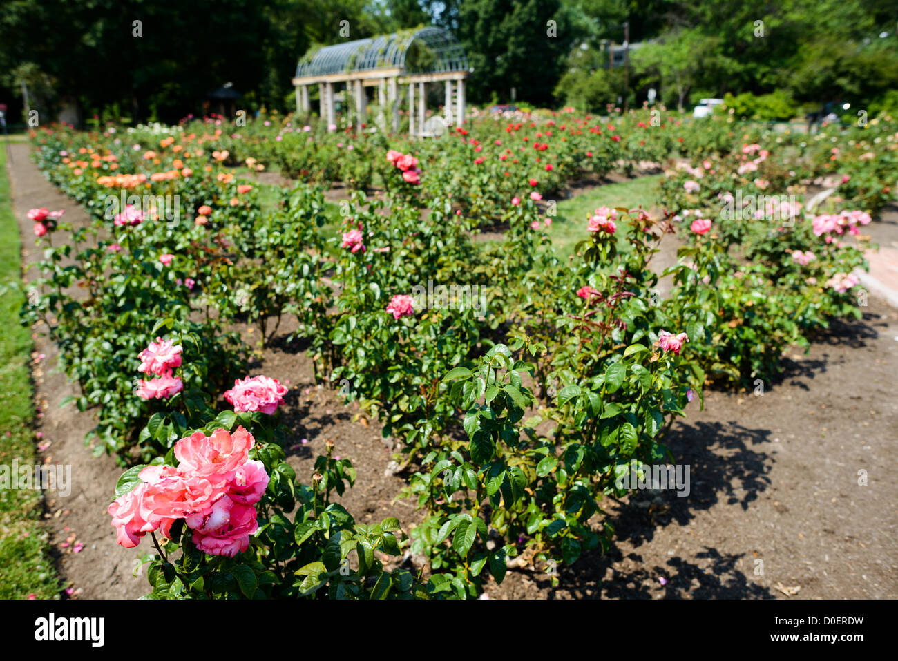 at the Bon Air Memorial Rose Garden in Arlington, Virginia. The garden