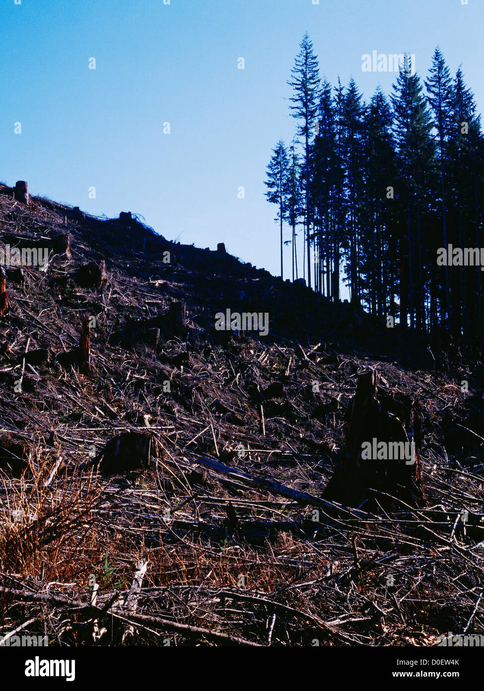 Clear-Cut Logging Stock Photo