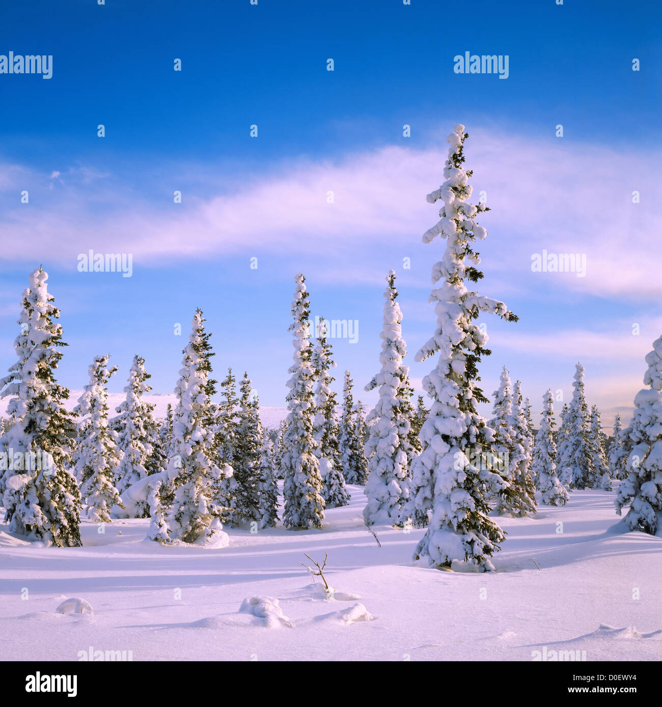 Winter Snow and Rime Ice Covering White Spruce Stock Photo