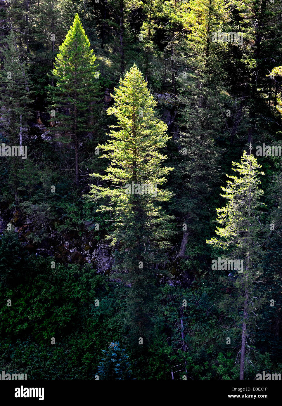 Forest of pine trees with early morning sunlight Stock Photo - Alamy