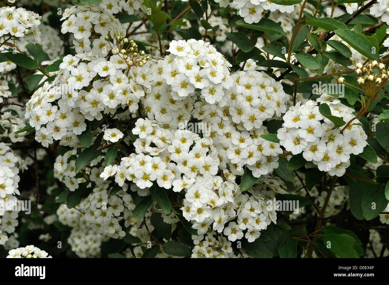 Spirea (Spiraea x vanhouttei) in bloom in the garden, in may. 'Potager de Suzanne', Mayenne, Pays de la Loire, France. Stock Photo