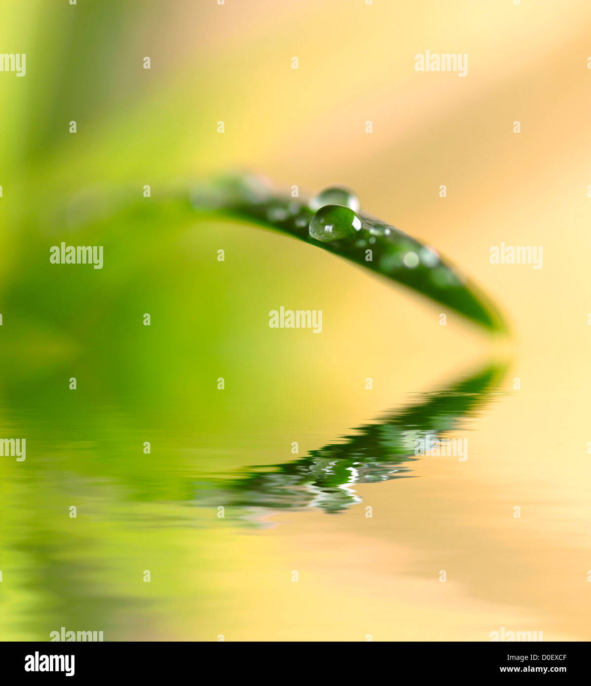 Spring leaf with water drops after rainstorm Stock Photo