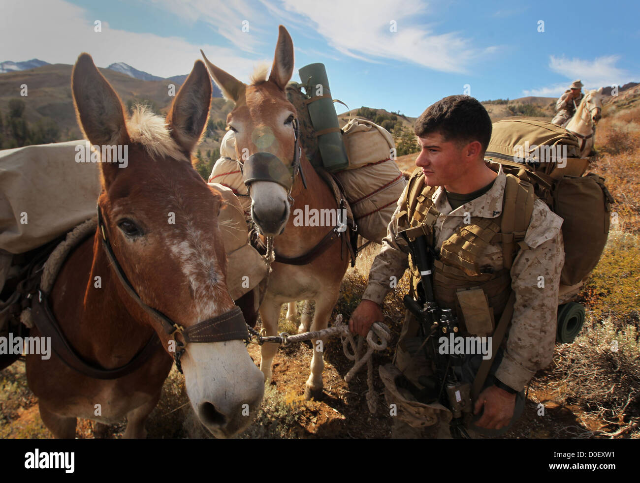 A US Marine leads his pack mule during a hike at Marine Corps Mountain