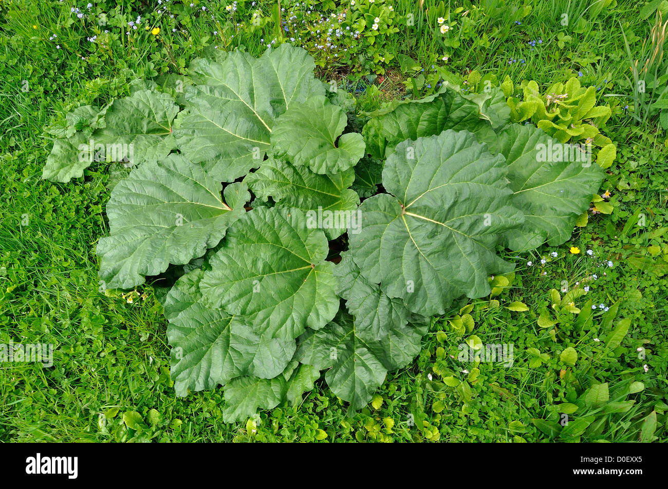 Rhubarb (Rheum rhaponticum) in the vegetable garden, in april. Stock Photo