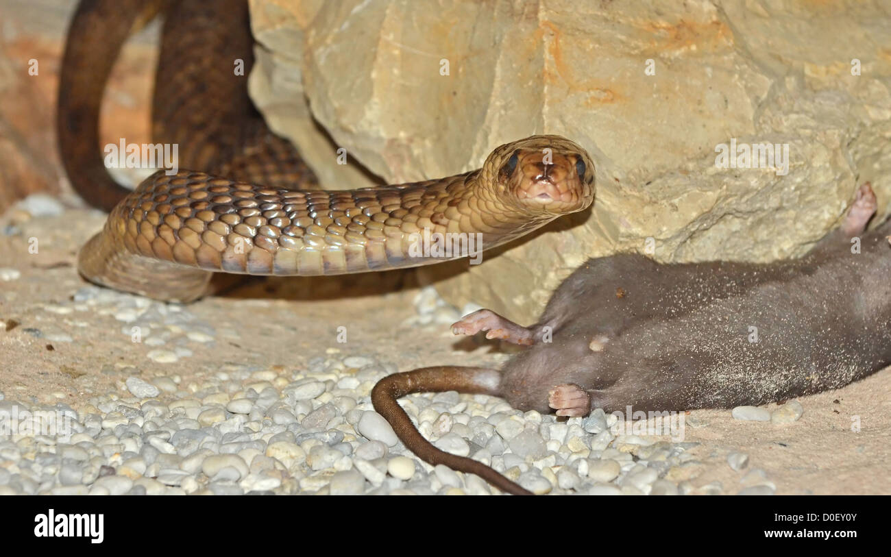 An egyptian cobra (naja haje) about to eat a rat. This is the sacred egyptian snake featuring on the uraeus, and is supposed to Stock Photo