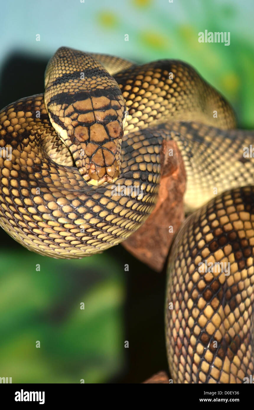 Amethyst python hi-res stock photography and images - Alamy