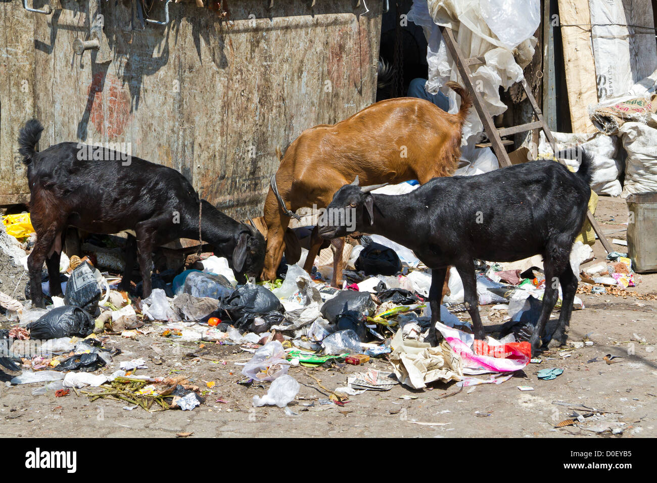 Goats searching for Food in Garbage in Mumbai, India Stock Photo Alamy