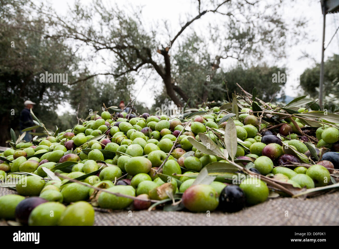 Olives on the harvesting net, northern Greece Stock Photo Alamy