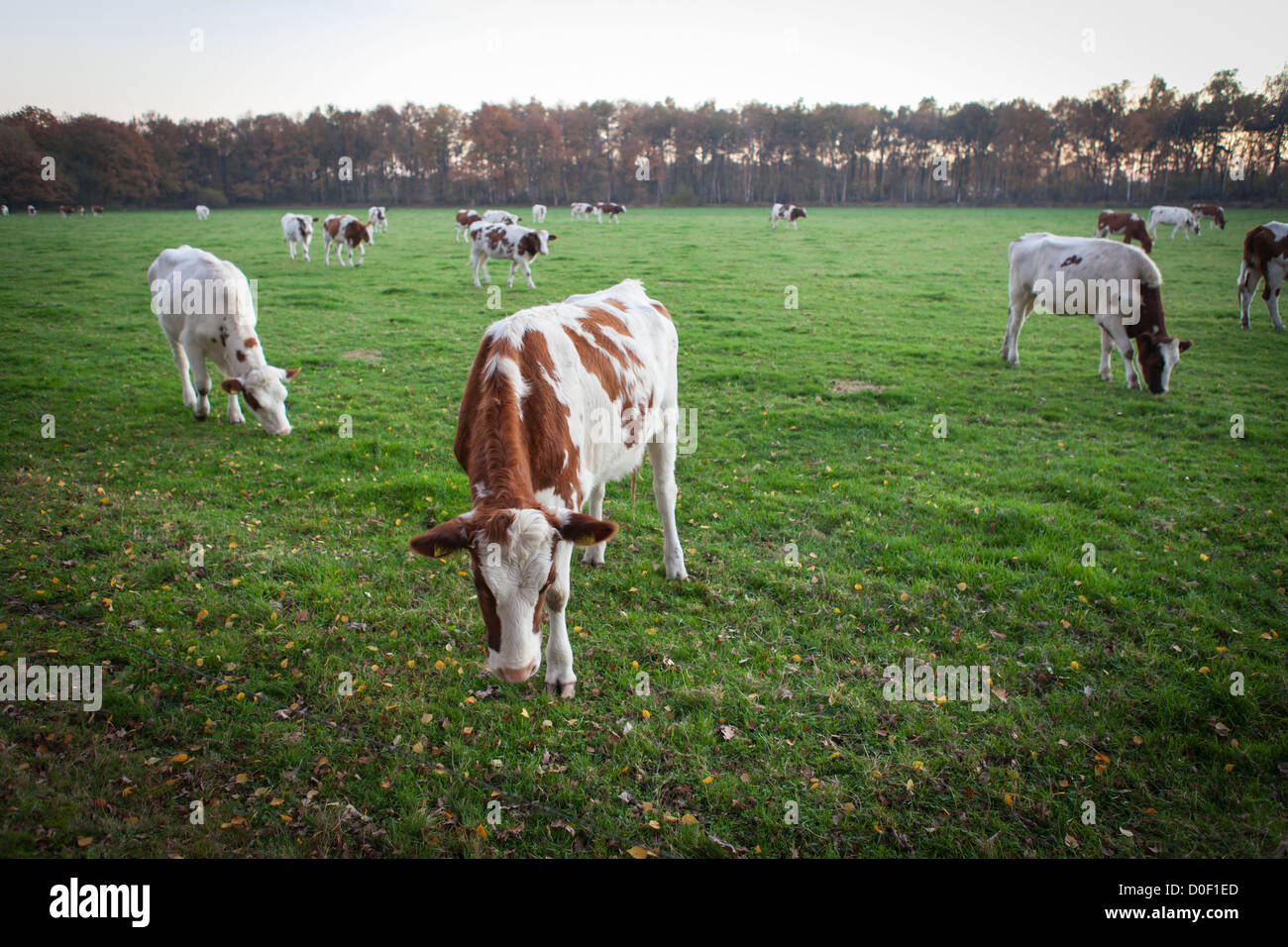 dutch landscape with dutch red holstein cows agriculture cattle Stock Photo