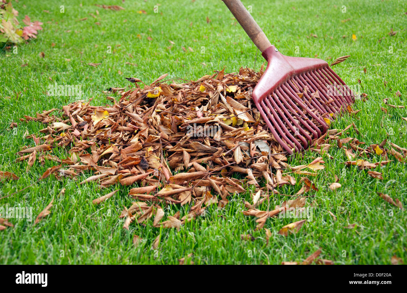 Rake the leaves together in the garden Stock Photo Alamy