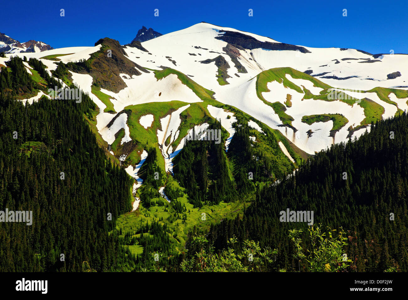 Heliotrope Ridge in Mount Baker Wilderness, Washington Stock Photo - Alamy