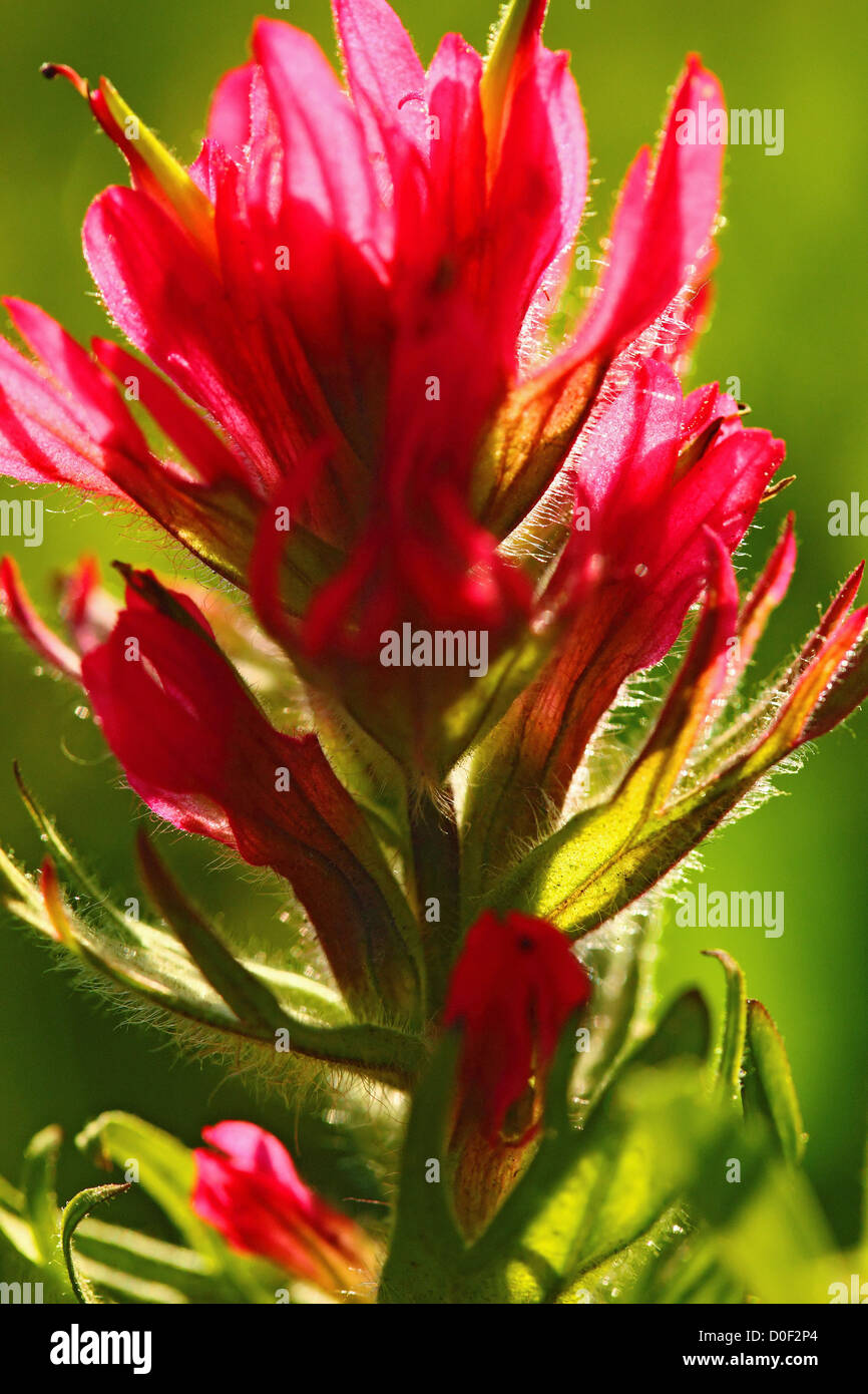 Indian Paintbrush in Mount Rainier National Park, Washington Stock