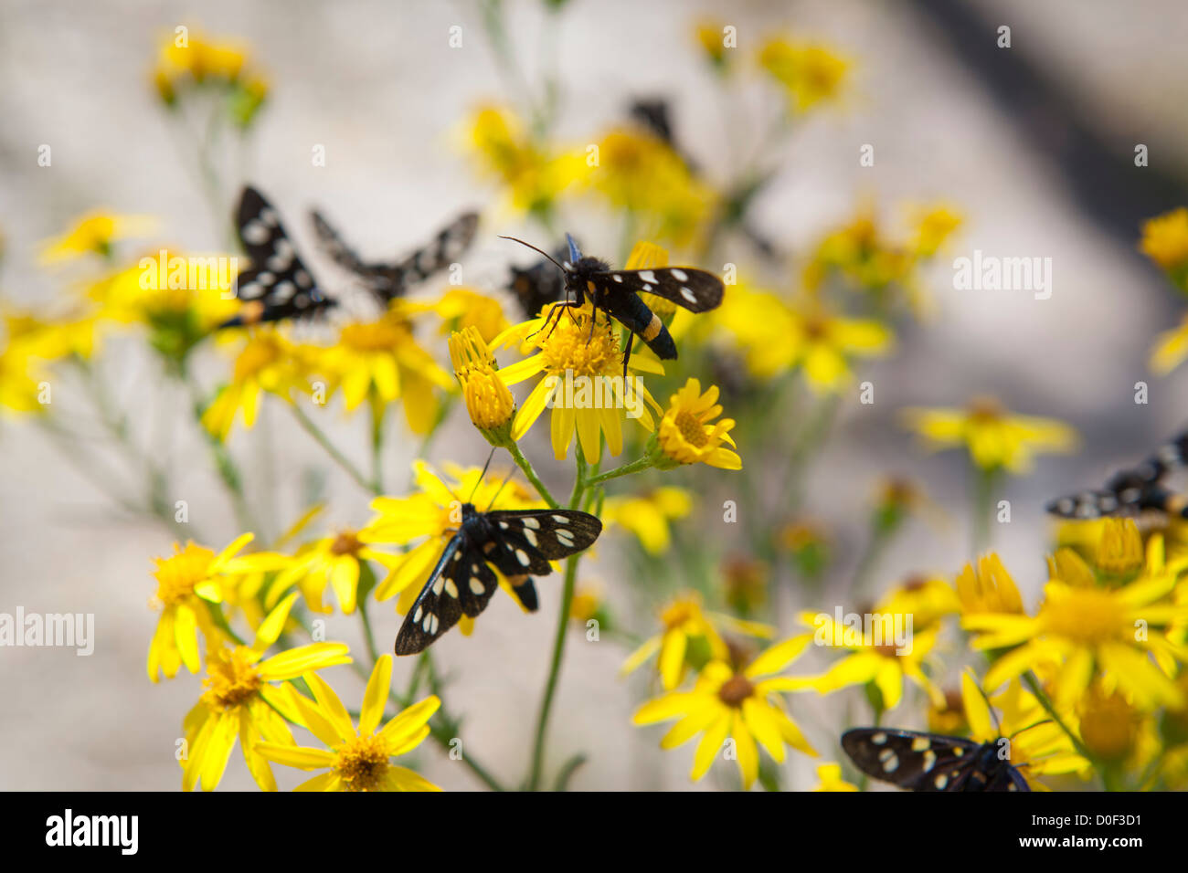 Phegea butterflies nine-spotted moth on yellow flowers at Strabrechtse Heide in the Netherlands Stock Photo