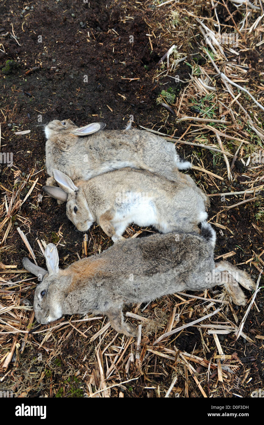Dead rabbits that have been caught by ferrets in a rabbit warren Stock