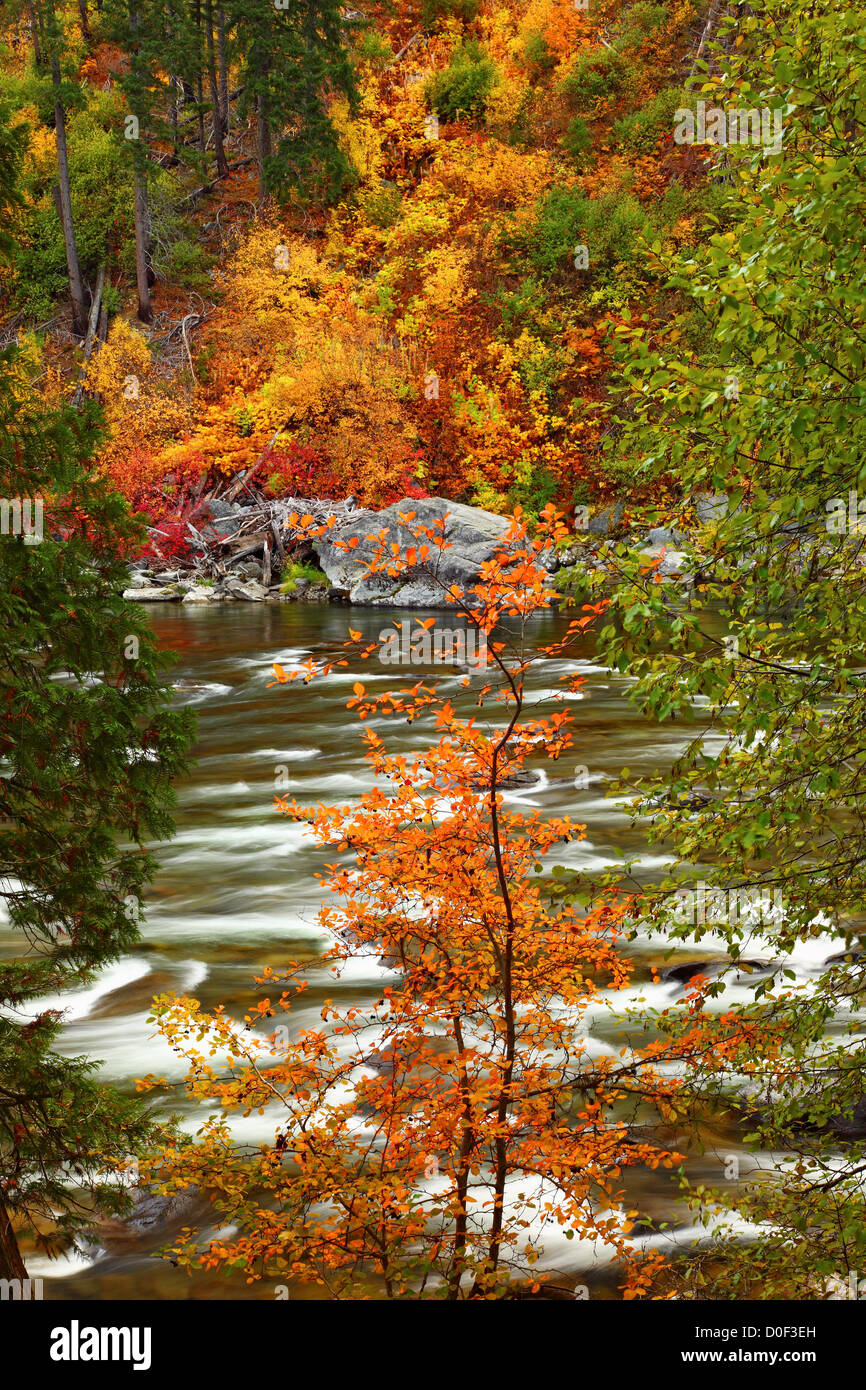 Tree showing fall color on the Wenatchee River in Tumwater Canyon Stock