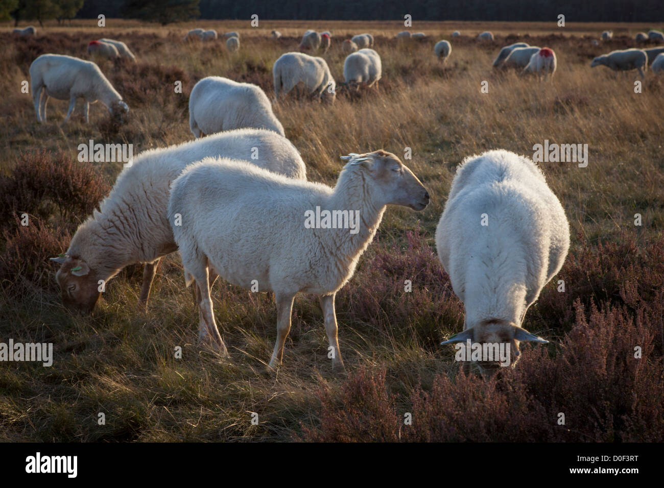 Sheepflock (officially slow food) at Strabrechtse Heide landscape evening light in the Netherlands, Europe Stock Photo