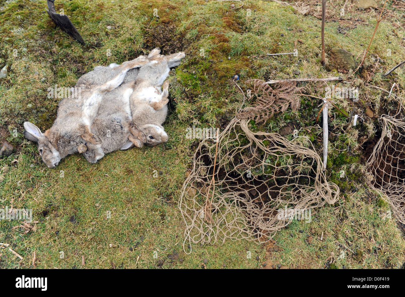 Ferret in rabbit hole hires stock photography and images Alamy