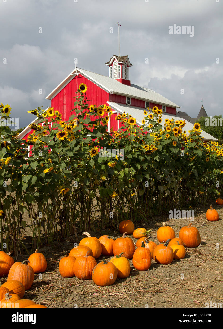Pumpkin patch red barn hires stock photography and images Alamy