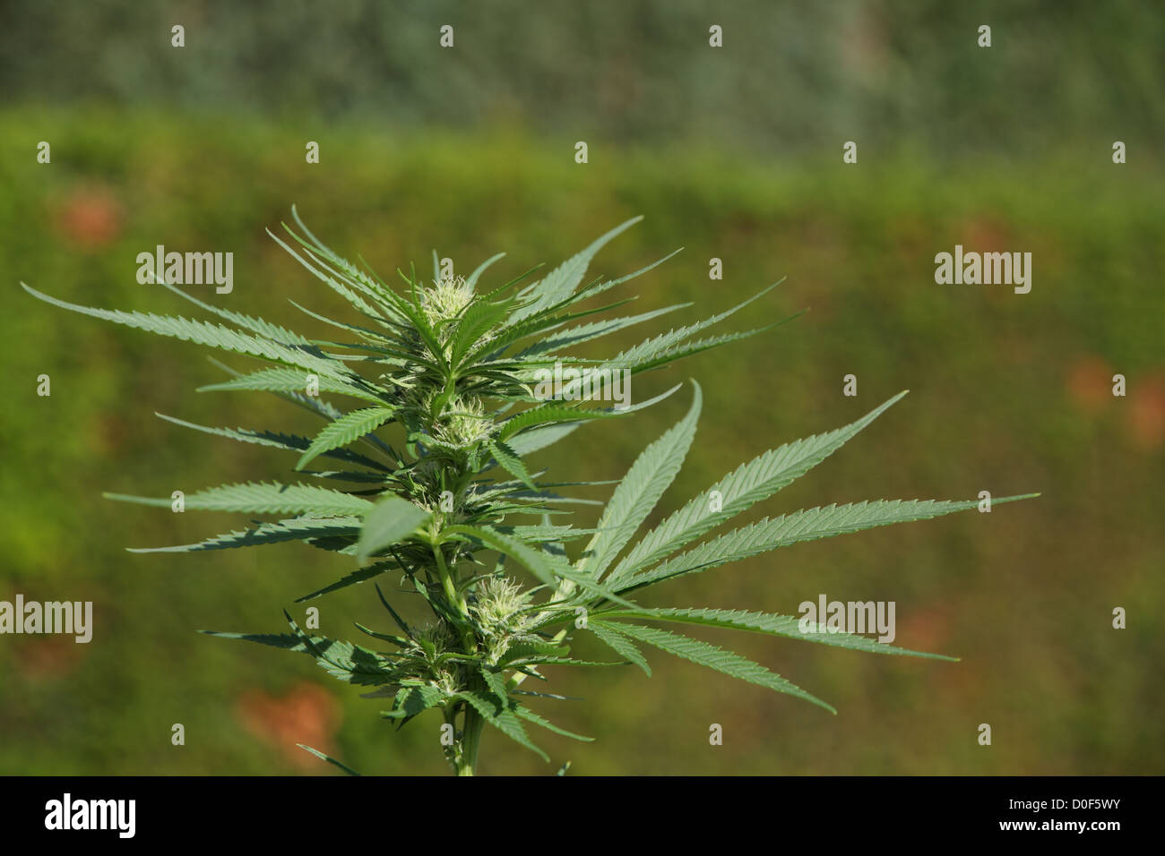 A close up of a blooming cannabis plant with clearly visible THC