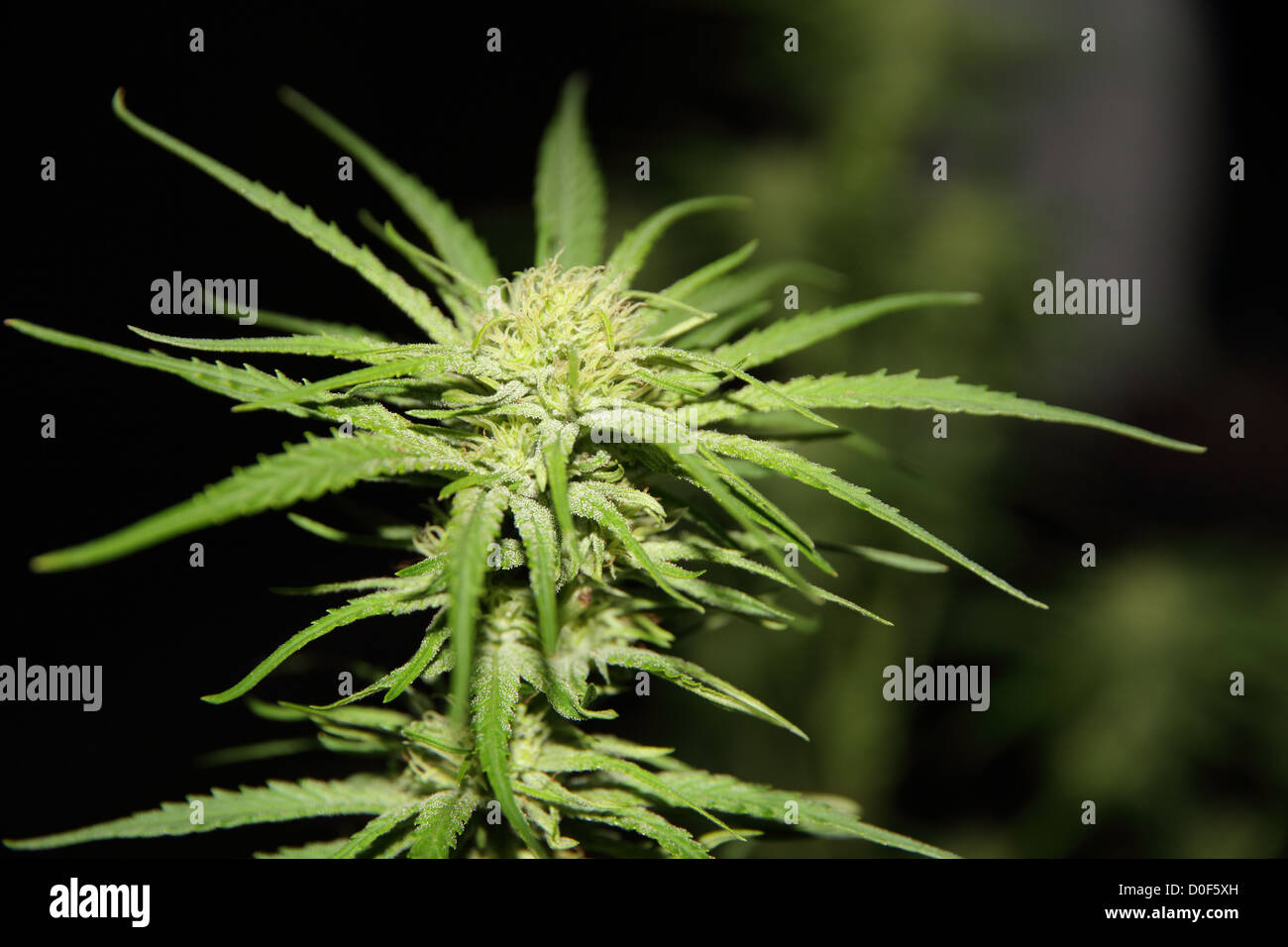 Thc crystals hires stock photography and images Alamy