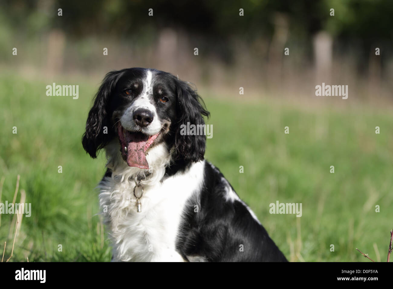 A Black And White Hunting Dog English Springer Spaniel Sitting On The Grass In A Field Enjoying The Sun With Its Tongue Out Stock Photo Alamy