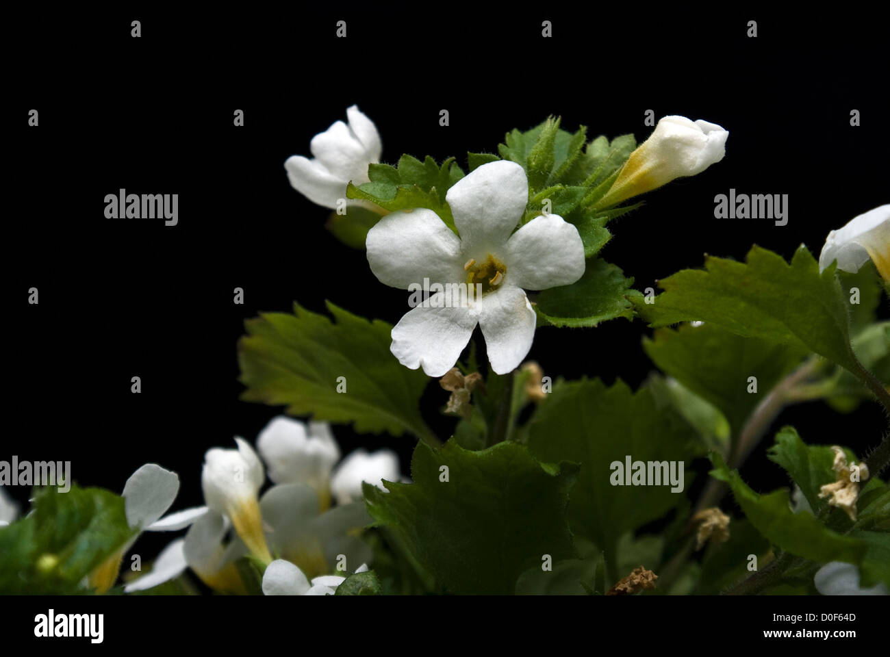 bacopa macro Stock Photo