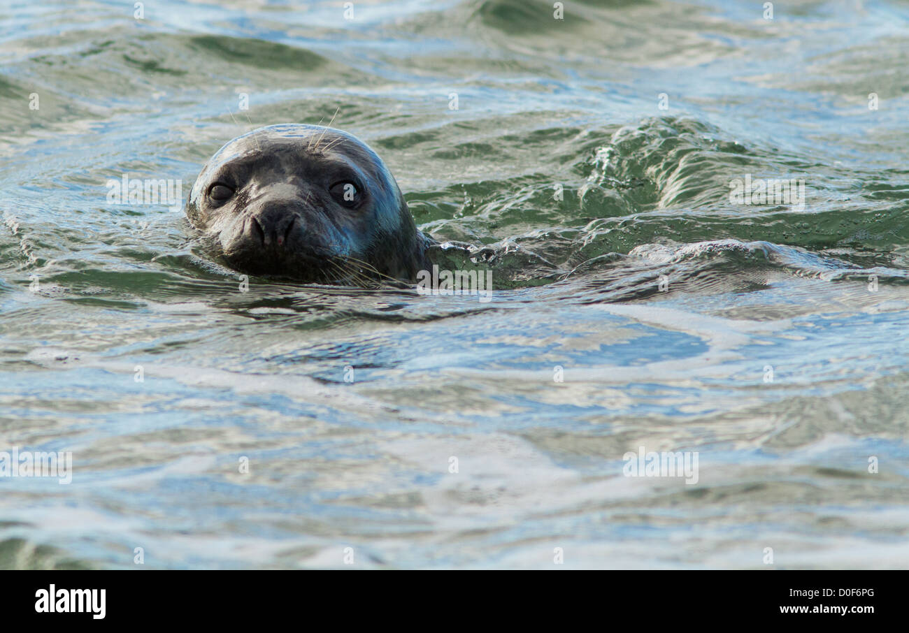 Swimming Wild Common seal portrait in Cape CodUSA Stock Photo Alamy