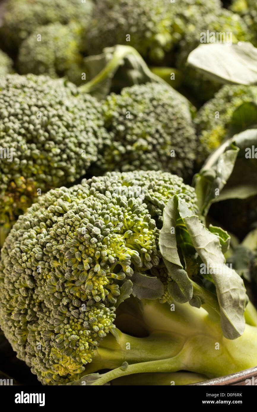Raw florets of Broccoli Stock Photo