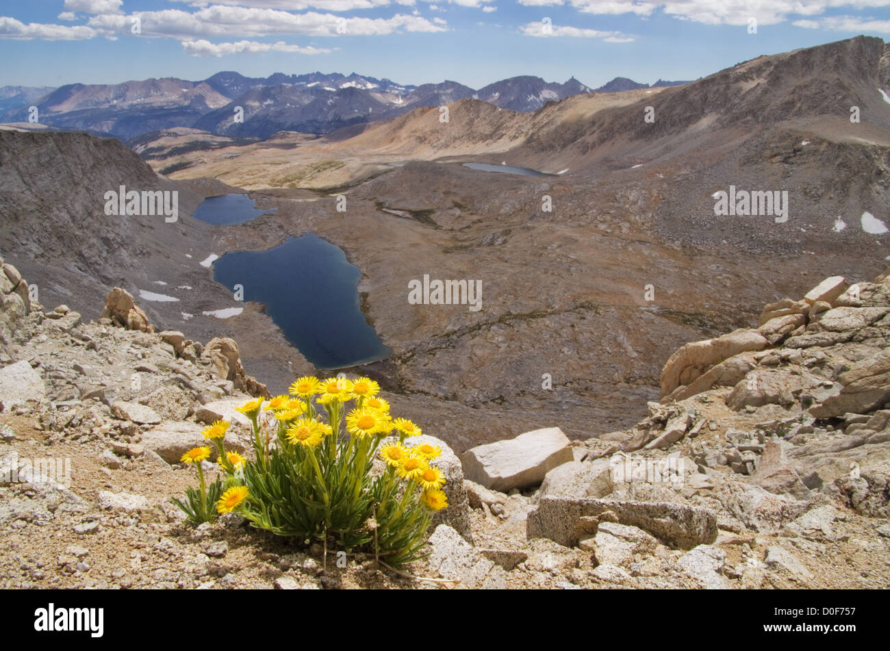 landscape image of Hulsea algida or Alpine gold yellow wildflowers on high mountain over lake Stock Photo