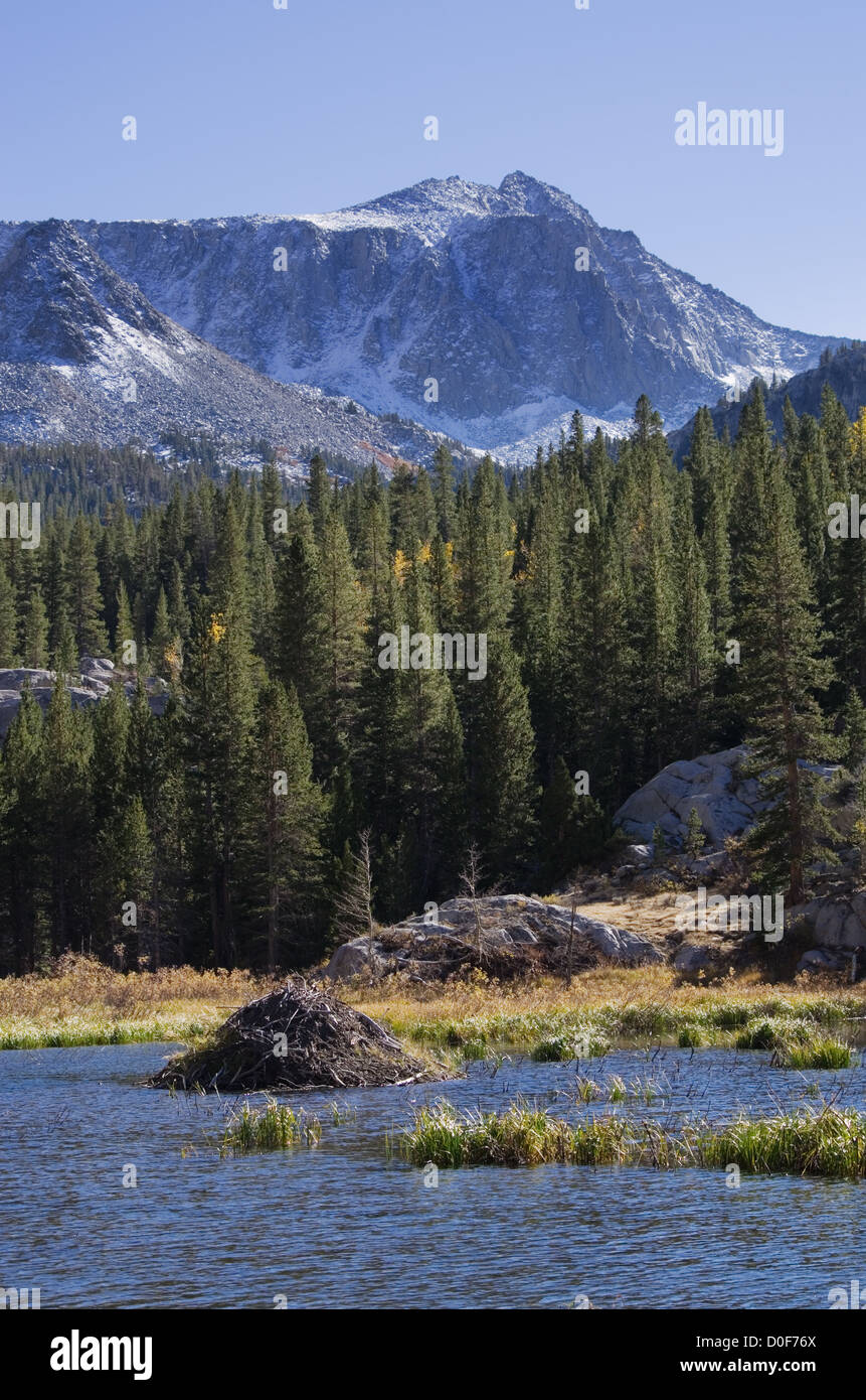 beaver lodge in a small lake in the mountains Stock Photo