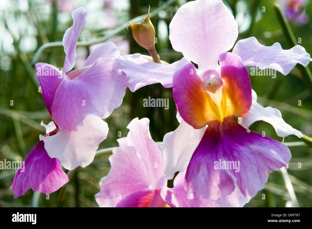 vanda miss joaquim orchid, national orchid garden, botanic gardens, singapore Stock Photo