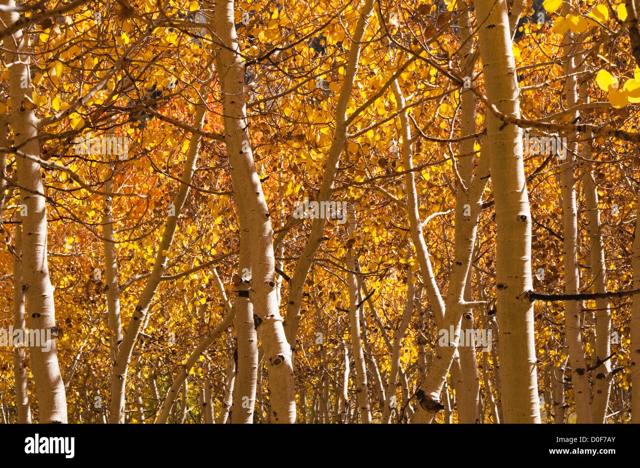 golden aspen trees and trunks in the fall Stock Photo
