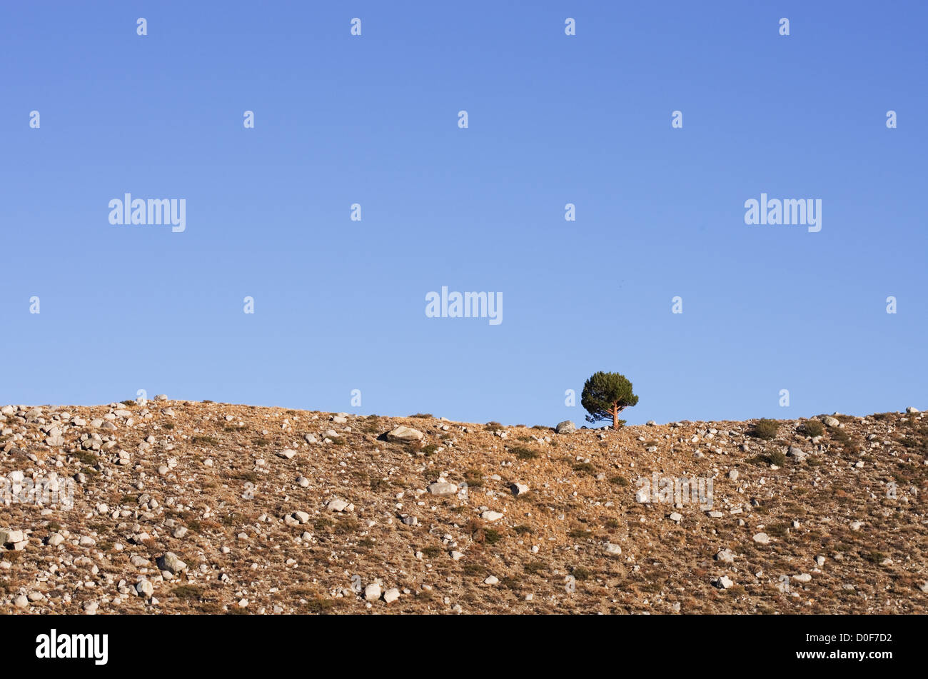 lone tree on a rocky ridge with blue sky copy space behind Stock Photo