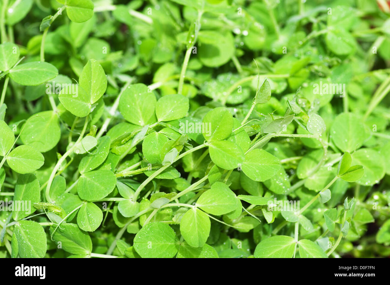 close up image of pea greens with water drops Stock Photo