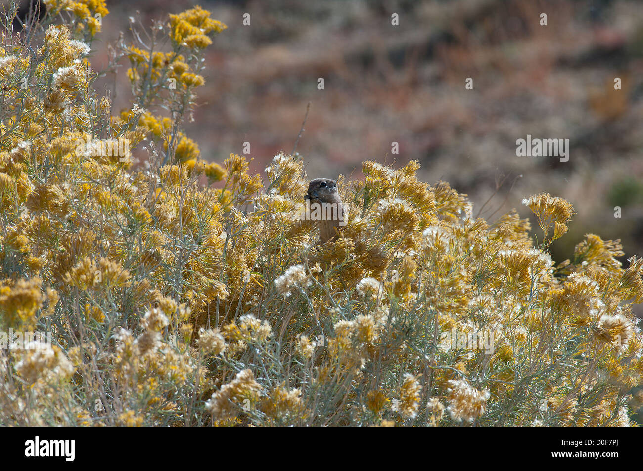 White-tailed Antelope Squirrel Eating Mojave Rubber Rabbitbrush, Ammospermophilus leucurus Stock Photo