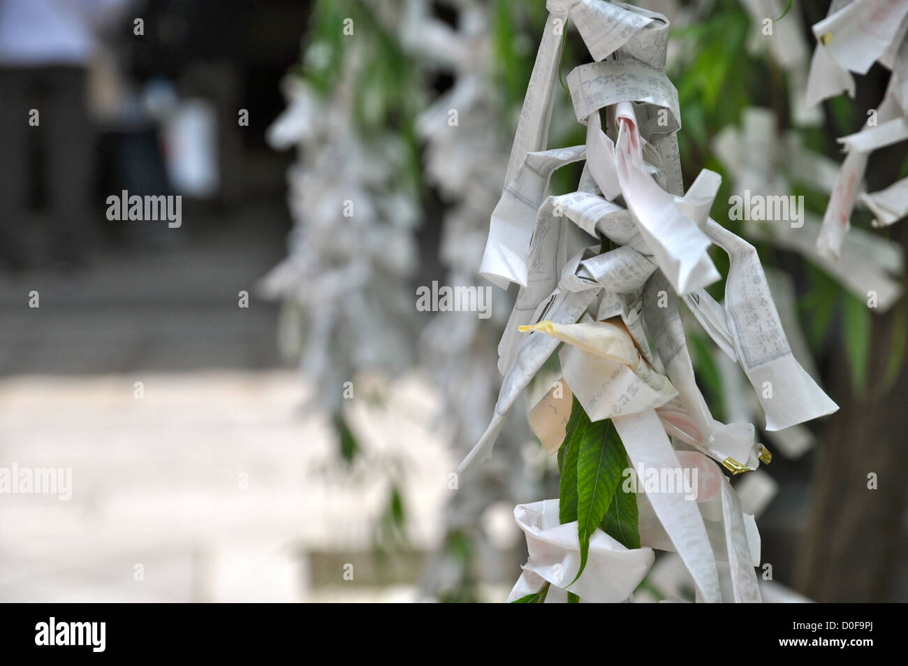 Paper prayers tied to a tree at a Shinto shrine in Kyoto, Japan. Stock Photo