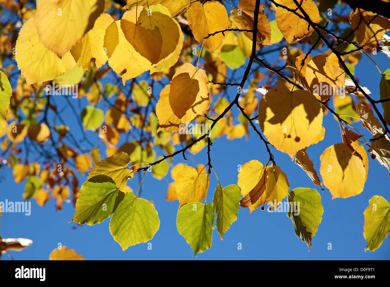 Yellow autumn leaves of the linden tree with blue sky Stock Photo