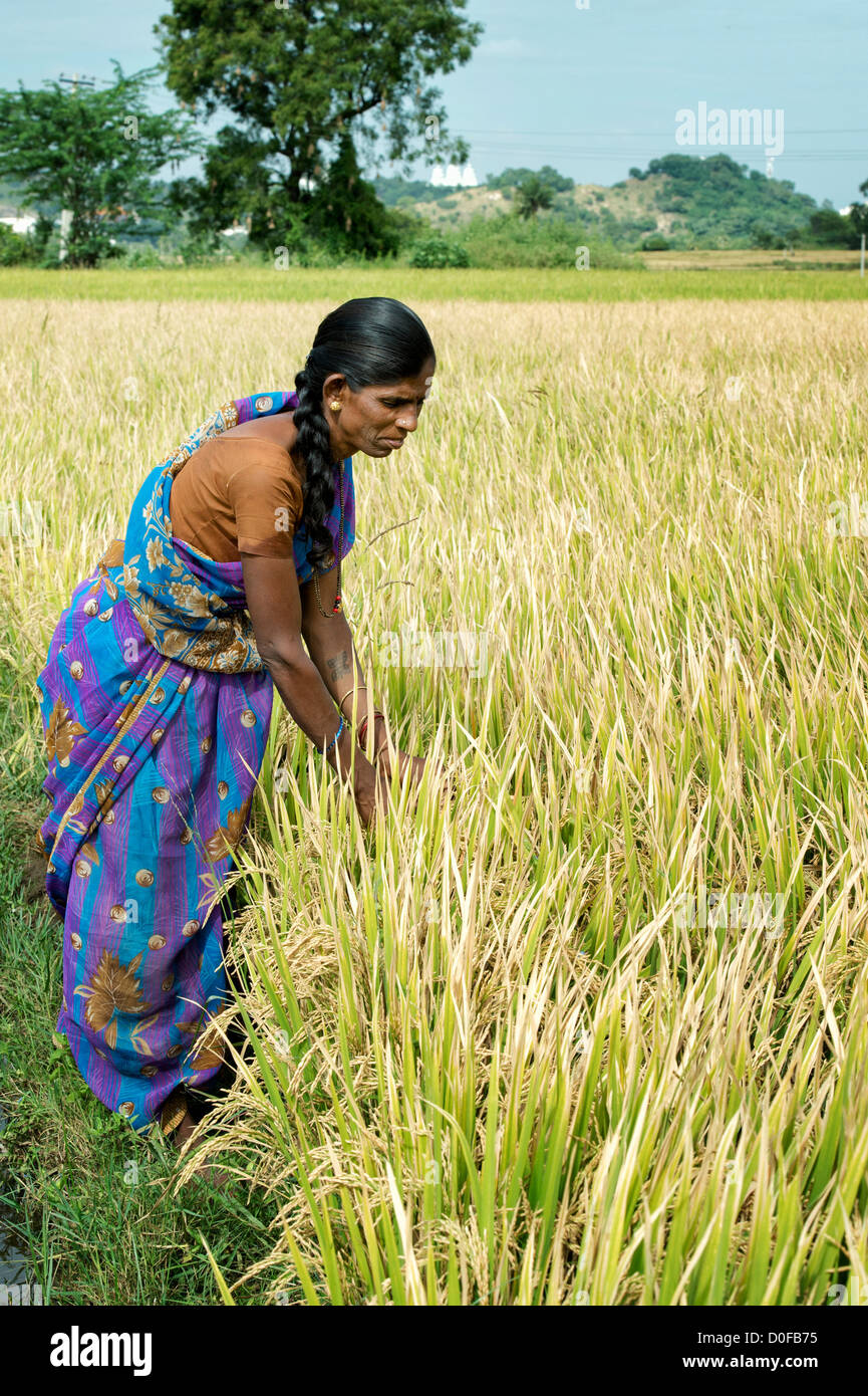 Indian woman checking ripe rice plants to see if they are ready for ...