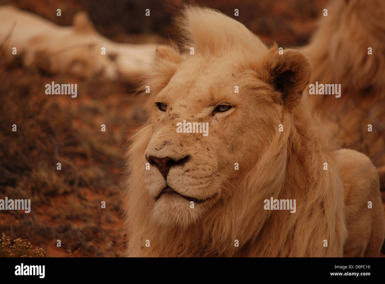 White male lion lions hi-res stock photography and images - Alamy