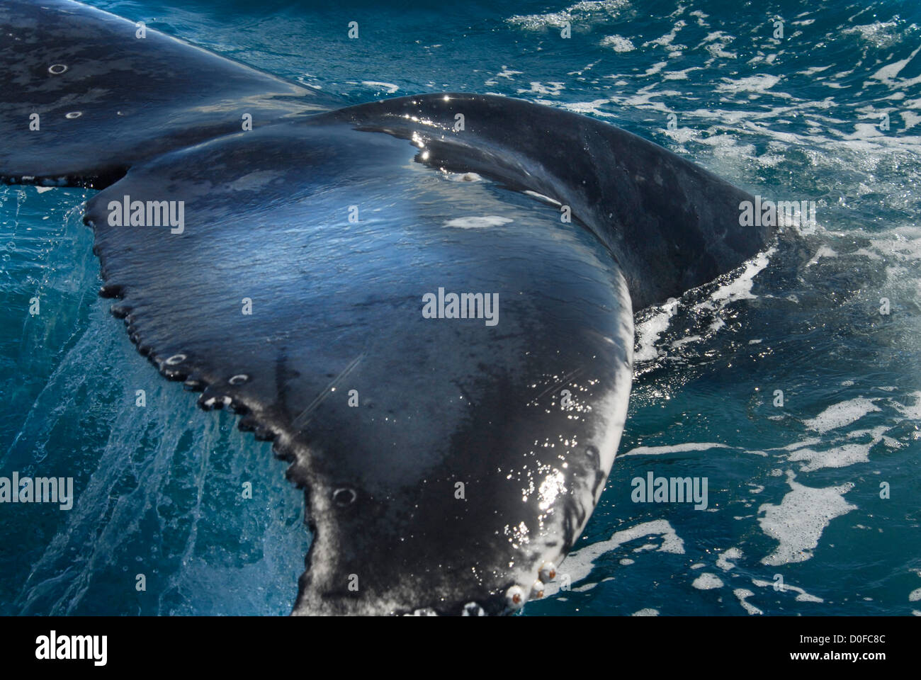 Humpback Whale tail out of the water Stock Photo - Alamy