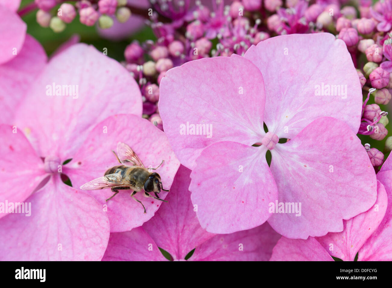 pink flower shrubs hydrangea close up Stock Photo