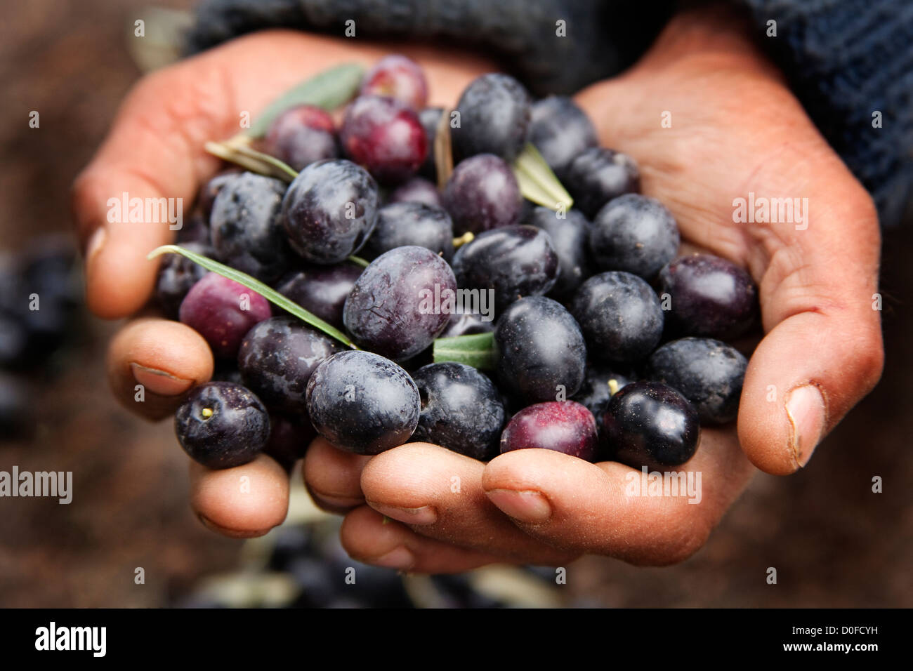 Hands with olives harvested Manos con aceitunas recolectadas Stock Photo