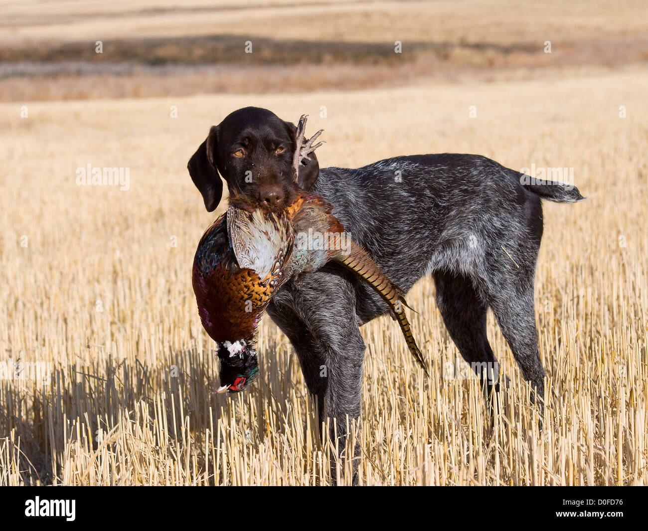 Hunting Dog with a Pheasant Stock Photo Alamy