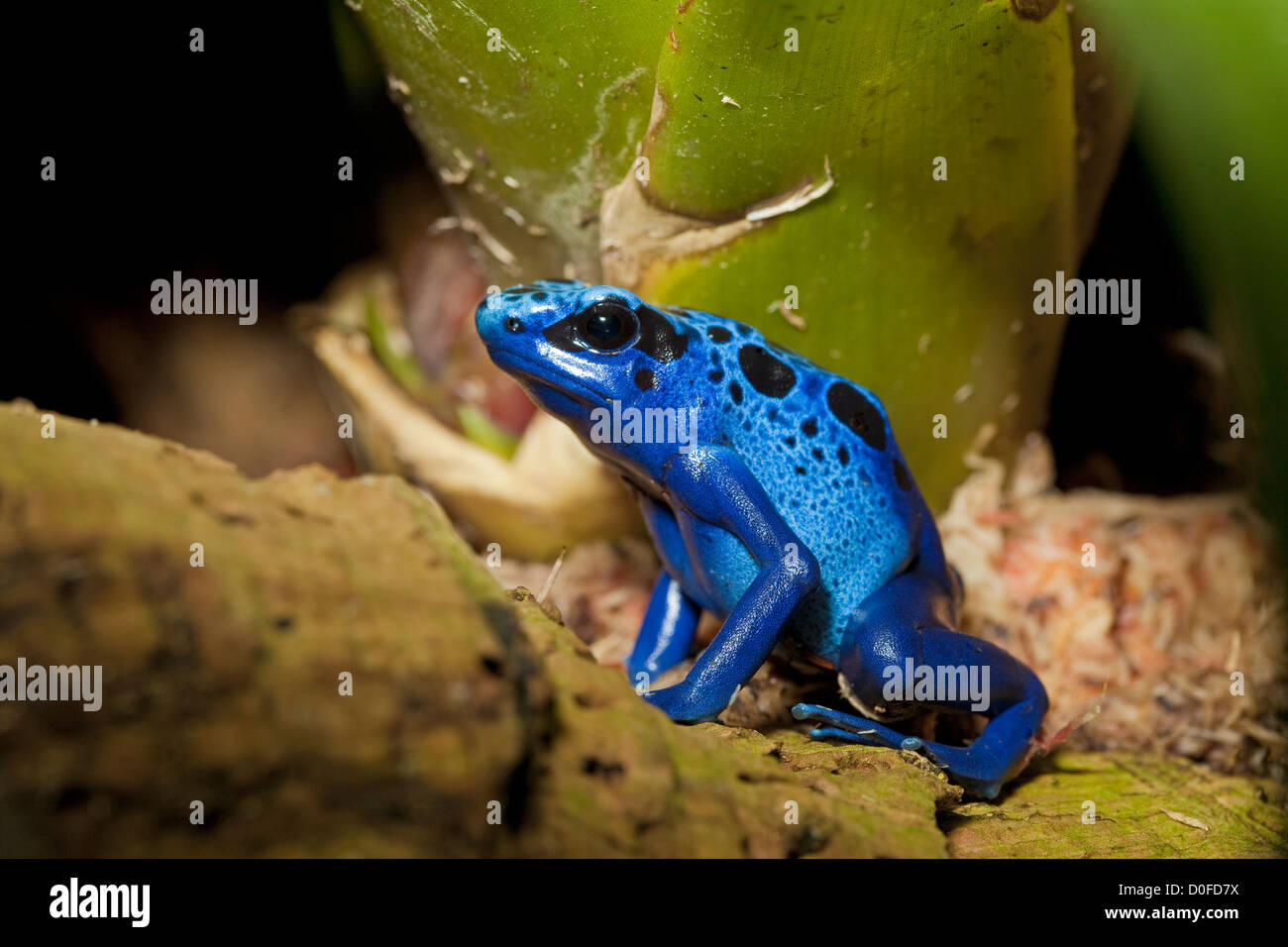 A Blue Poison Dart Frog Stock Photo