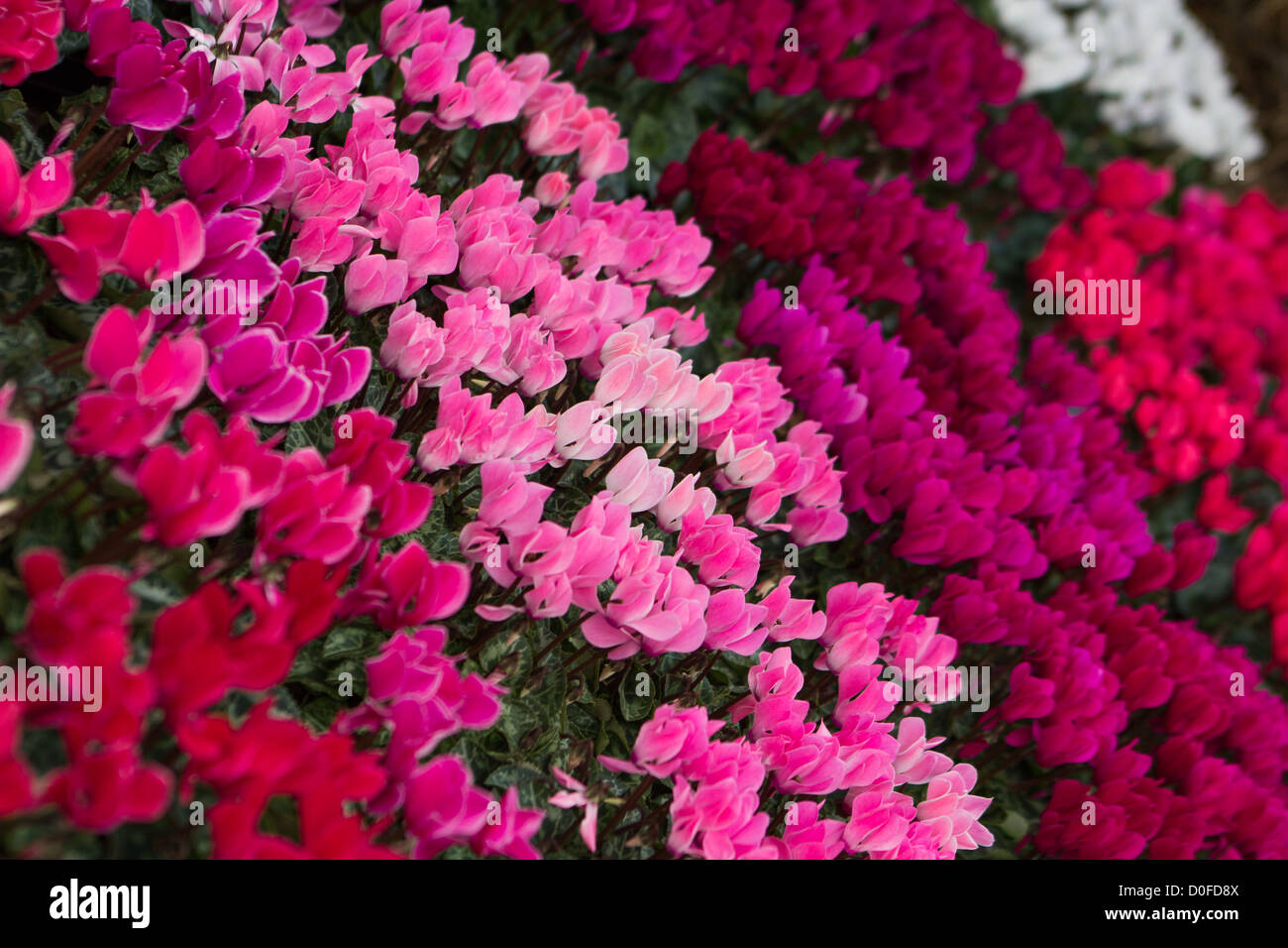 garden flowers (cyclamen) for sale Garden Centre Salisbury England Stock Photo