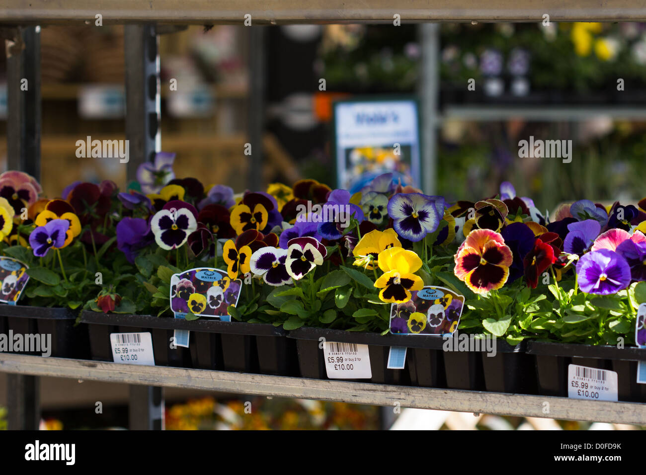 Pansies for sale Gardening centre  Salisbury England UK Stock Photo